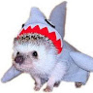 Meet your Posher, Annabelle